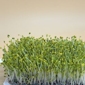 青花椰苗(100克/盒)