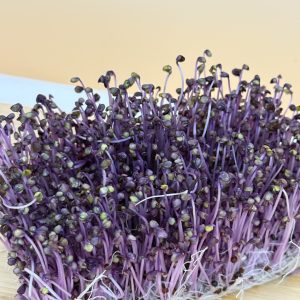 紫高麗菜苗(100克/盒)